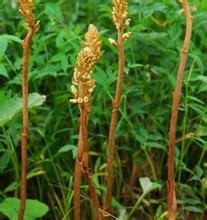 四川天麻種植技術|天麻種植需要注意哪些|天麻的功效與作用|天麻病蟲害的預防