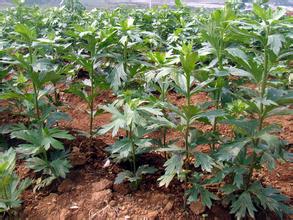 中藥材附子種植技術|附子栽培方法|對于附子病蟲害的預防方法有哪些|如何提高附子的產量 中藥材附子種植技術|附子栽培方法|對于附子病蟲害的預防方法有哪些|如何提高附子的產量