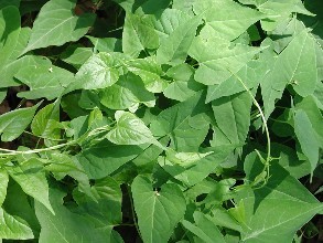 何首烏藥材種植技術|何首烏栽培管理|何首烏種植要預防哪些病蟲害